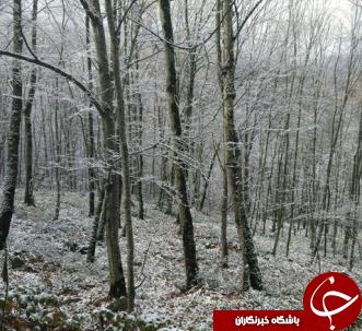 نخستین برف پاییزی در گلستان + تصاویر