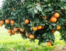 توصیه کارشناسان جهاد کشاورزی گلستان به باغداران مرکبات