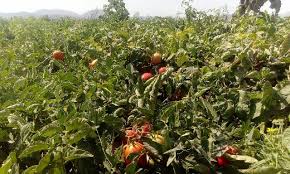 کاشت گوجه فرنگی در 12 هزار و 500هکتار مزرعه بوشهر