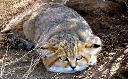 پارک ملی کویر کجاست + تصاویر