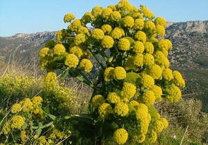 مراتع میامی زیر کشت گیاه باریجه می رود