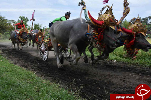 از مزرعه پرورش اردک تا مسابقات سنتی بوفالو سواری
