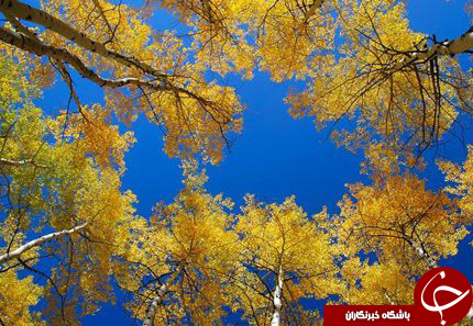 طبیعت پاییزی زیبا در کشور های مختلف دنیا