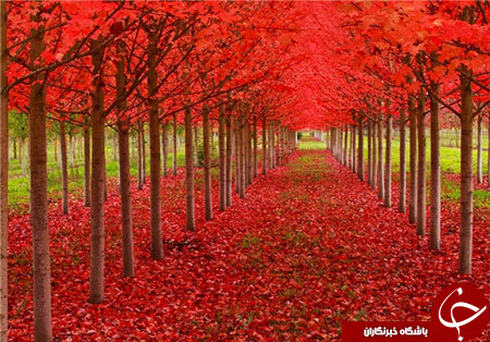 طبیعت پاییزی زیبا در کشور های مختلف دنیا