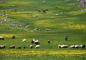 بیش از یک میلیون هکتار مراتع در استان اردبیل وجود دارد