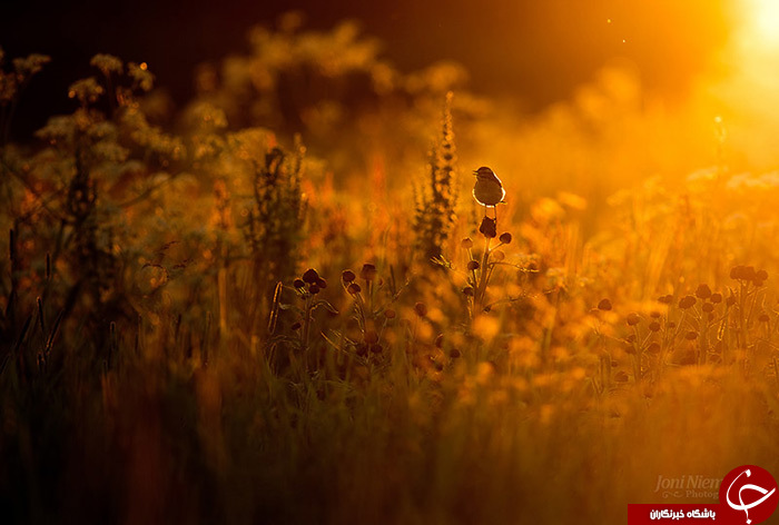 زندگی مورچه&zwnj; ای///////در حال کار