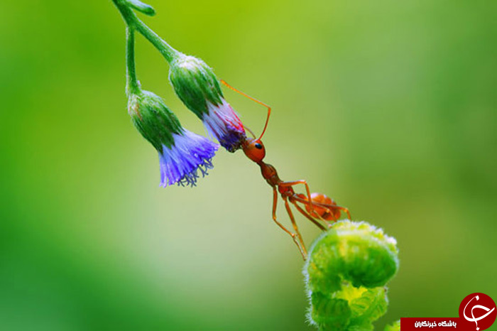 زندگی مورچه&zwnj; ای///////در حال کار