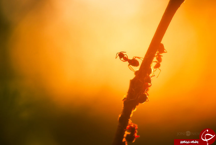 زندگی مورچه&zwnj; ای///////در حال کار