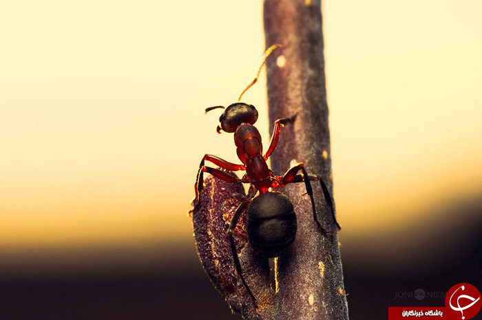 زندگی مورچه&zwnj; ای///////در حال کار