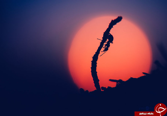 زندگی مورچه&zwnj; ای///////در حال کار