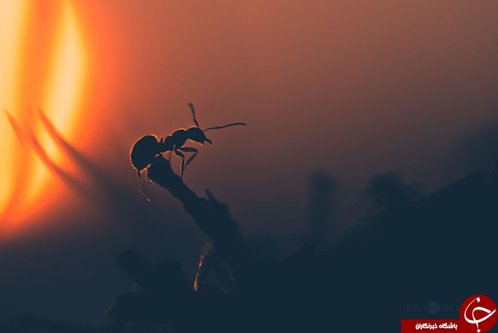 زندگی مورچه&zwnj; ای///////در حال کار