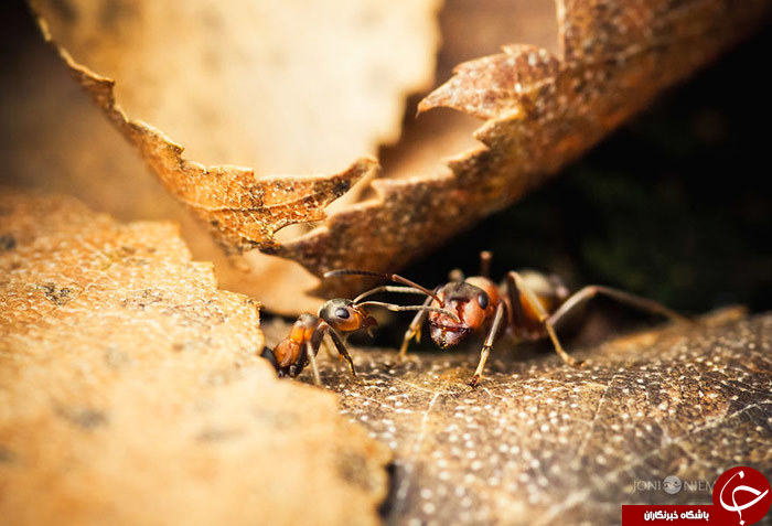 زندگی مورچه&zwnj; ای///////در حال کار