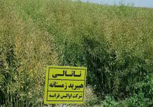 با قاچاقچیان بذر هیبیرید برخورد می شود