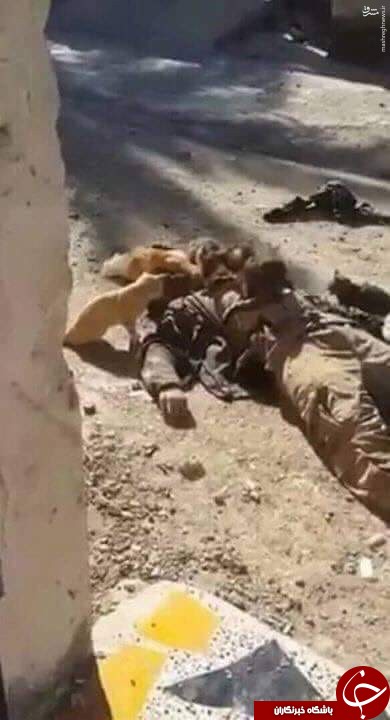 عکس/ لاشه&zwnj;ی یک داعشی خوراک گربه&zwnj;ها شد!