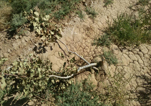 خسارت میلیاردی قلع و قمع درختان پسته در سروستان
