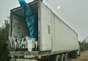 صادرات گل های آپارتمانی از مازندران به 5 کشور
