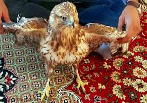 بازگشت یک بهله عقاب به طبیعت