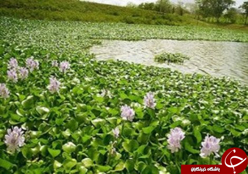 از هشدار گسترش شیطان ارغوانی تا برف پاییزی در استان ها