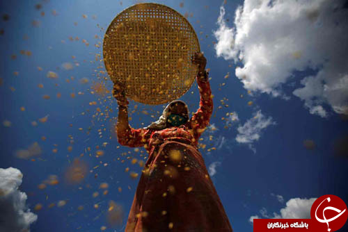 از تولید طلای خالص در سیبری تا مهر مادری یک سمور آبی