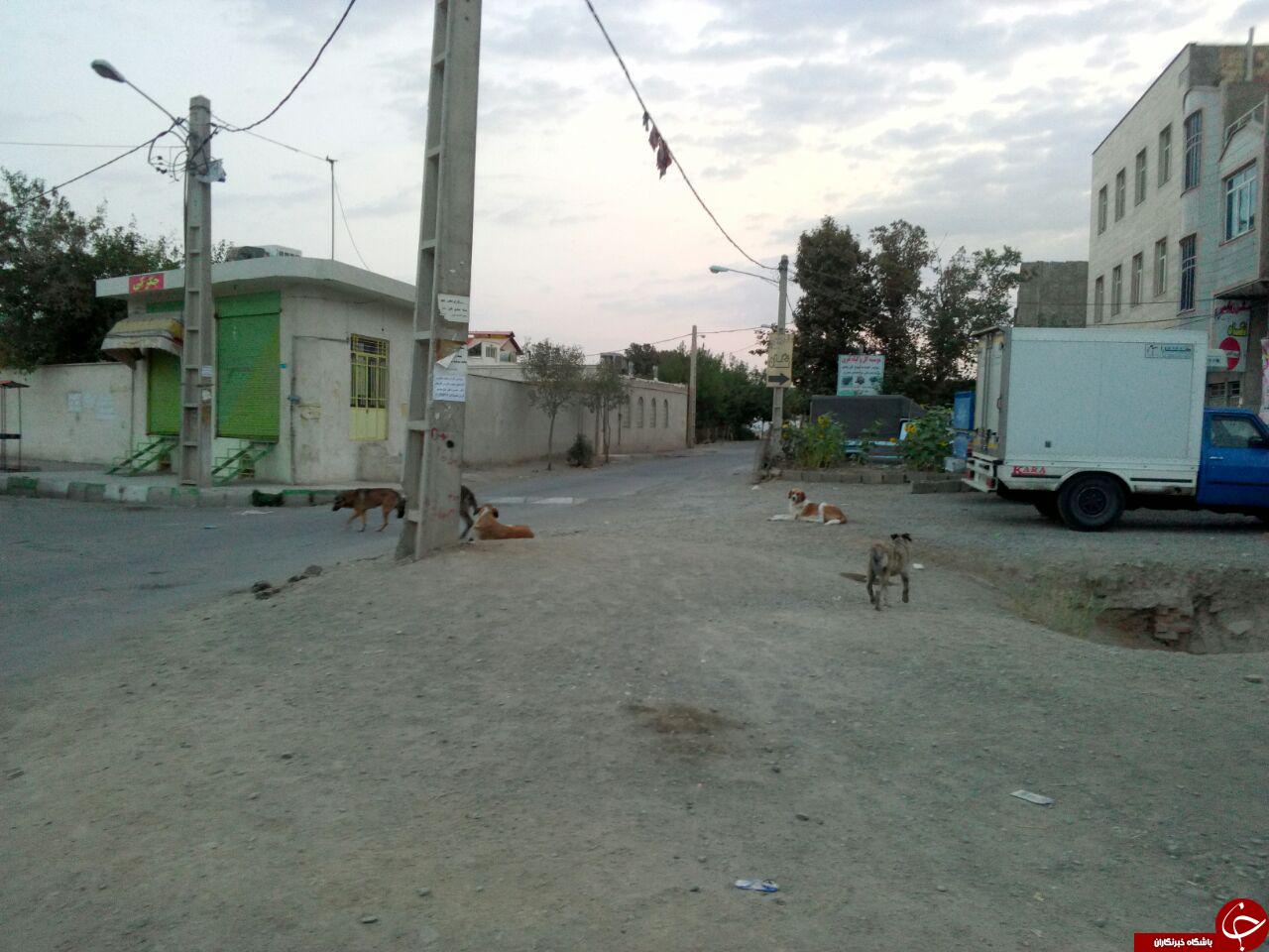 کوچه و خیابان&zwnj;های پاکدشت محل، جولان سگ&zwnj;های ولگرد + تصاویر