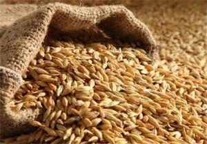 پیش بینی کشت محصول جو در 20هزارهکتار از اراضی استان زنجان
