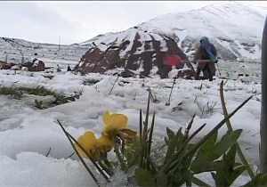 نجات عشایر گرفتار در برف در مشگین شهر