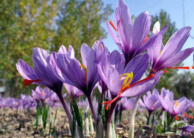 از تسویه شدن مطالبات گندمکاران تا مرگ تدریجی زعفران ایرانی در سایه قاچاق