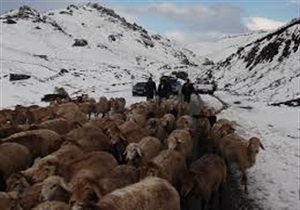 نجات 20 خانوار عشایری از خطر مرگ در استان اردبیل