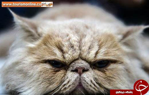 پربیننده ترین عکس&zwnj;های خبری در هفته&zwnj;ای که گذشت