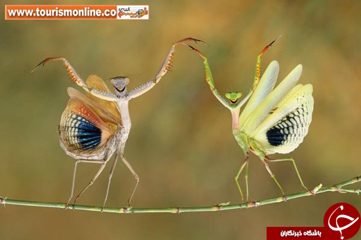 عکس/ حیوانات از زاویه&zwnj;ای متفاوت