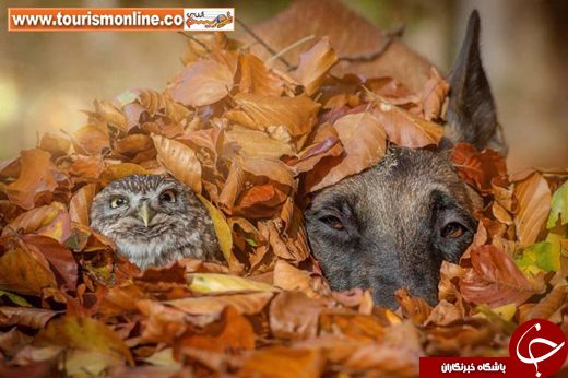 عکس/ حیوانات از زاویه&zwnj;ای متفاوت