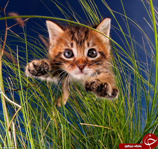 گربه&zwnj;های پرنده +تصاویر