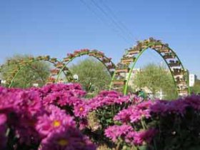 کاشت ۲۰ هزار گل داوودي در پارک بزرگ گوللر باغي اروميه