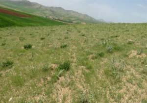 آغاز طرح ممیزی مرتع در بندرخمیر