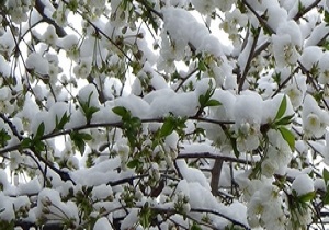 پرداخت 750 میلیارد ریال خسارت به باغداران شهرستان گرمی