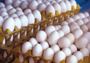 صادرات 300 هزار تن تخم مرغ و مرغ