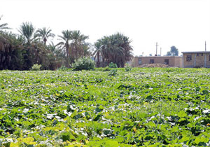 آغاز برداشت خیار سبز خارج از فصل