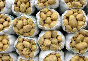 صادرات سیب زمینی به کشور عراق