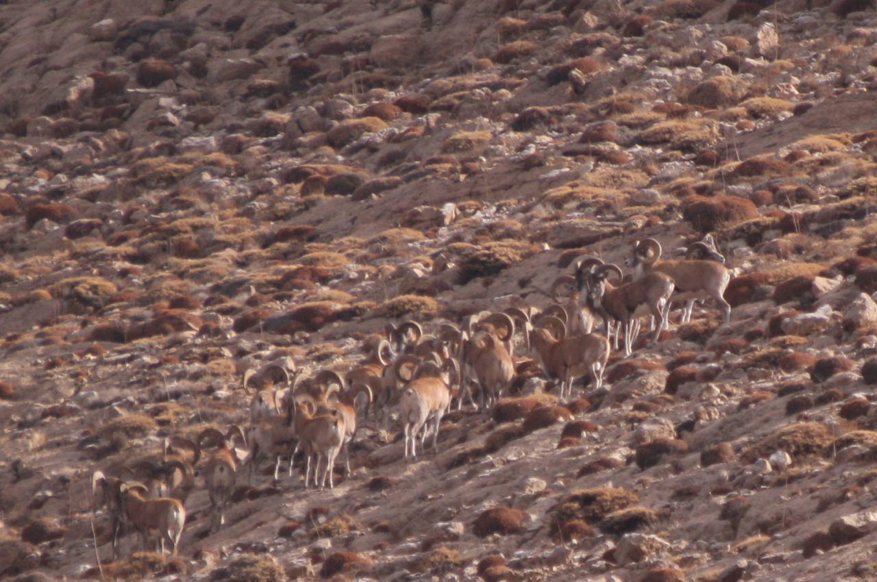 آغاز سرشماری پاییزه پستانداران علفخوار در خراسان رضوی