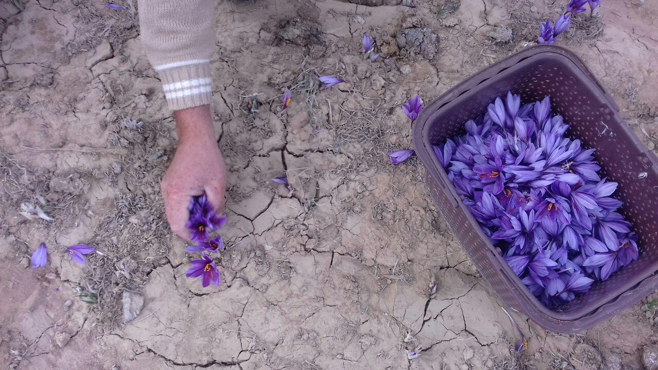 درآمد 7 میلیارد تومانی زعفران کاران وامنانی