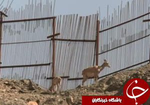 از صابون جلبکی تا پرستاری حیوانات