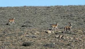 آغاز سرشماری پاییزه وحوش در گلستان