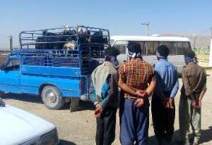 به دام افتادن سارقان پنج هزار راس دام