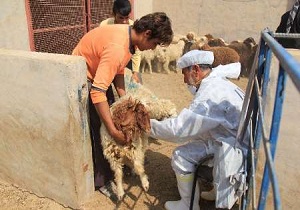 بررسی میزان آلودگی دام هاي استان به بيماري بروسلوز