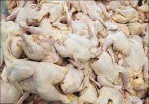 تکمیل 2 زنجیره تولید گوشت مرغ در کردستان