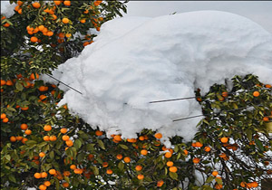 هشدار جهاد کشاورزی به باغداران