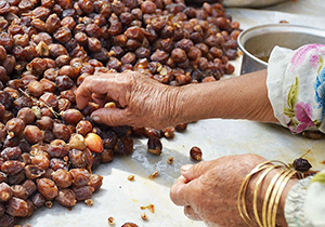 برداشت خرما در فارس