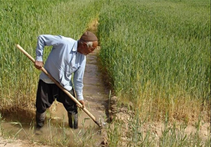 آغاز کشت گندم در شمال فارس