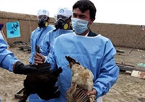 پایش پرندگان در مقابل آنفولانزای فوق حاد در شهرضا انجام می‎شود