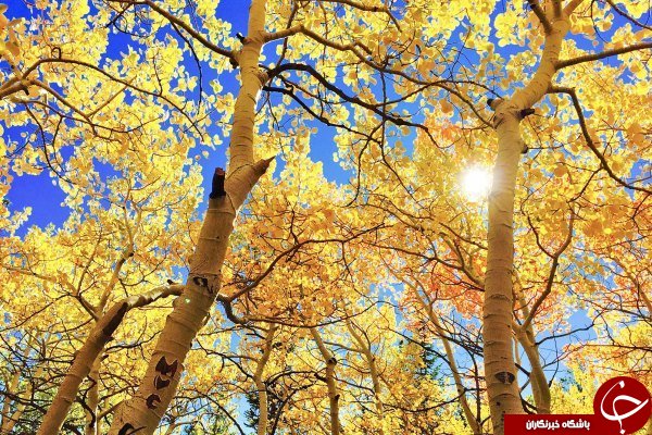 تولید برق از عروس دریایی!